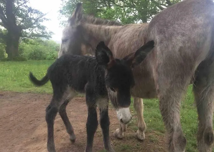 Ursuya 3 Etoiles De Plain-pied Idealement Situe 公寓 *
